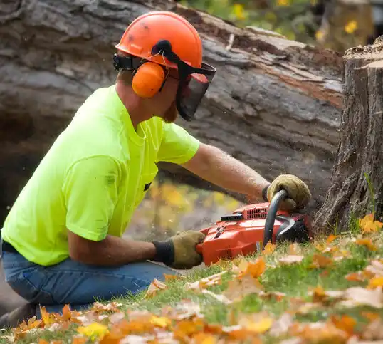 tree services Breezy Point